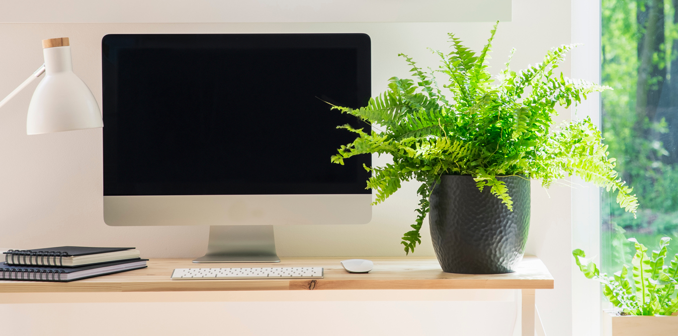 Computer and plant on a desk. Alison Executive PA. Free Business Overview Consultation